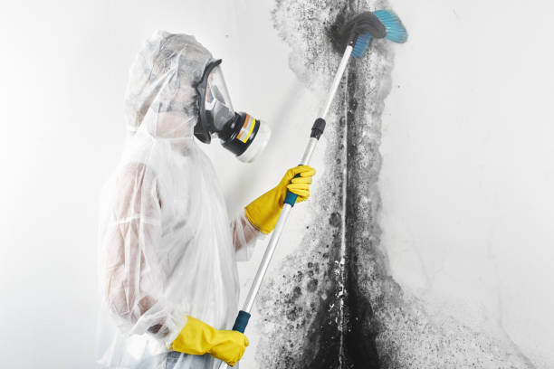 Best Industrial Mold Remediation  in Meridianville, AL