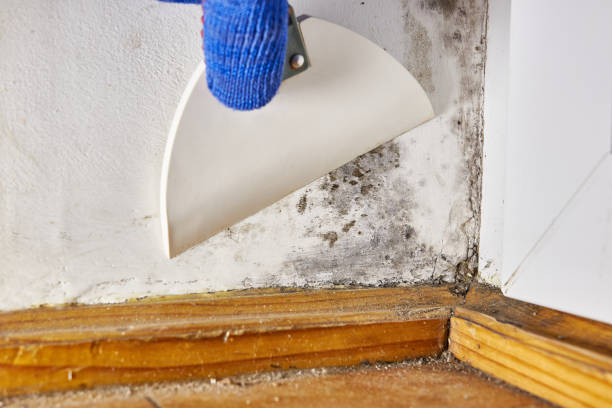Best Mold Removal for HVAC Installations  in Meridianville, AL