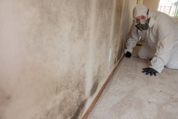  Meridianville, AL Mold Removal Pros